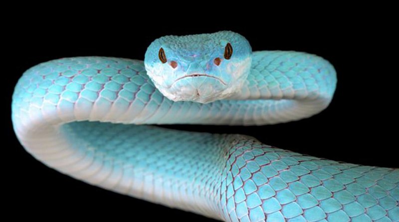 Белогубая куфия Trimeresurus insularis