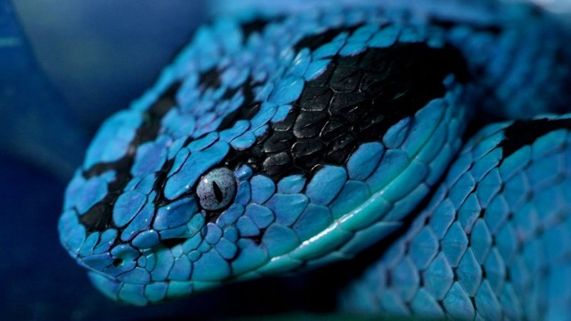 The most Dangerous Snake