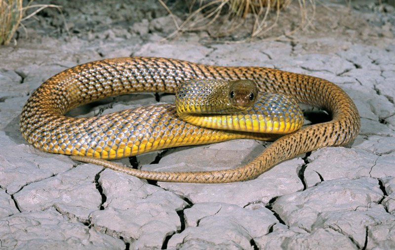 Dendroaspis polylepis змея