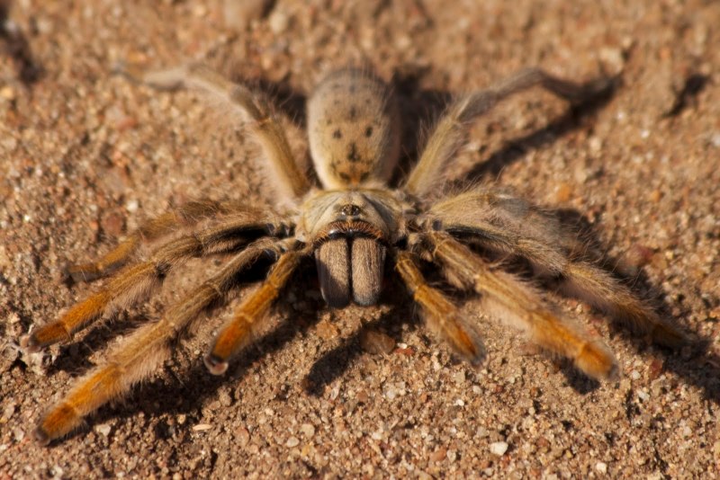Phidippus Audax (паук-скакун)