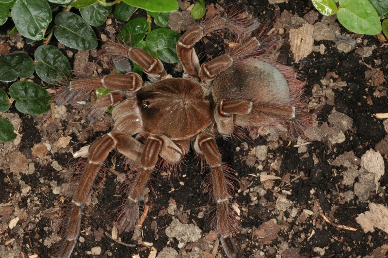 Hapalopus SP. "Columbia gross"