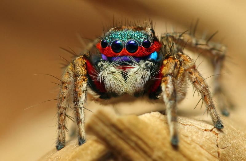Паук Phidippus Regius
