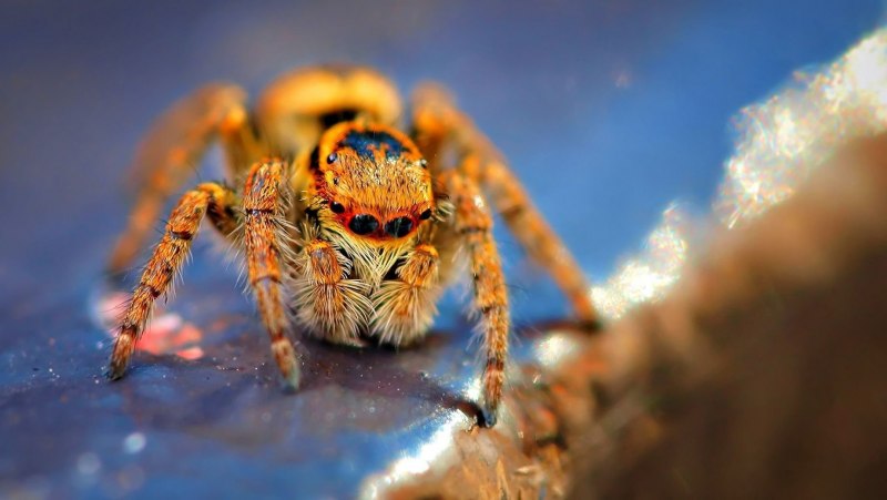 Королевский паук скакун Phidippus Regius