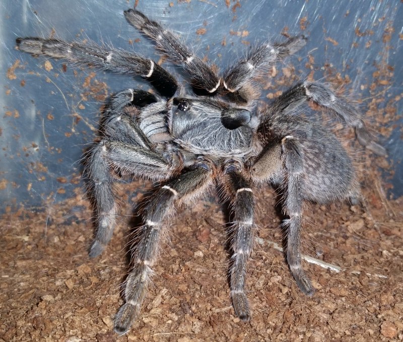Ceratogyrus darlingi
