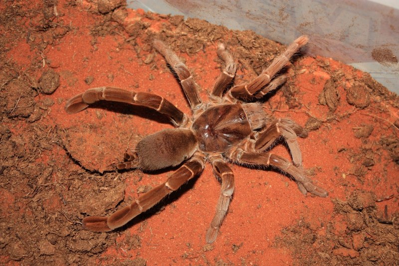 Королевский паук-Бабуин (Pelinobius muticus)