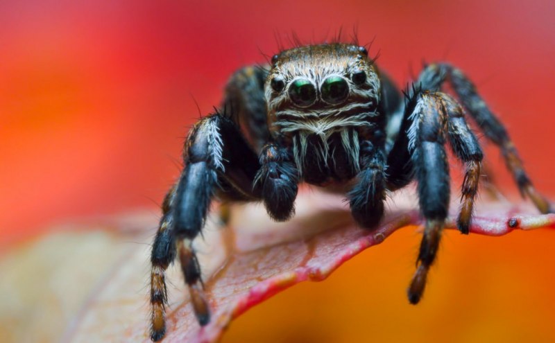 Pterinochilus murinus