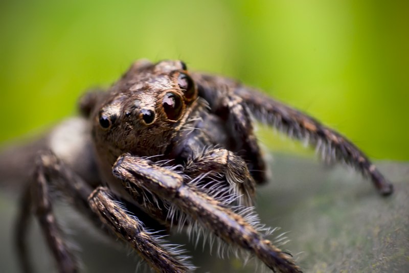 Паук Habronattus americanus