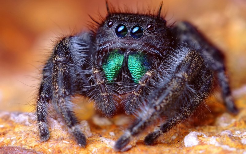 Phidippus Regius
