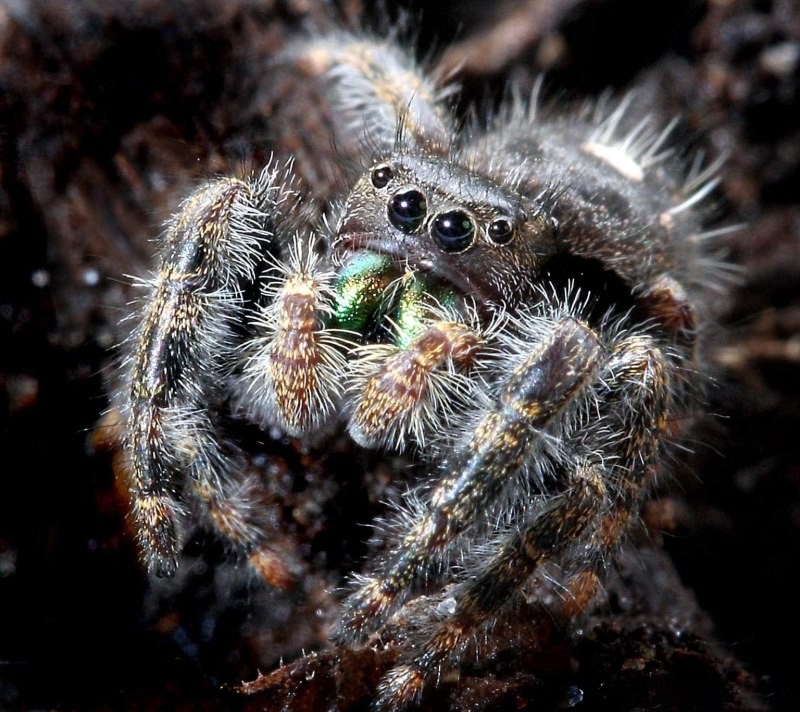 Phidippus octopunctatus