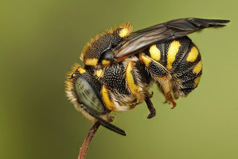 Vespa mandarinia Шершень