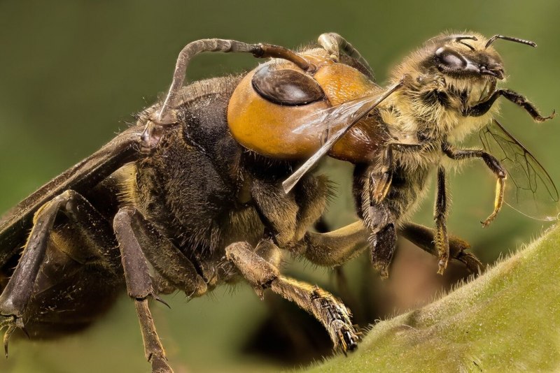 Пчела шершень (56 фото)