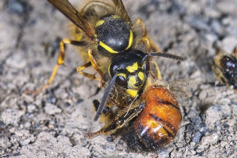 Оса Yellow Jacket