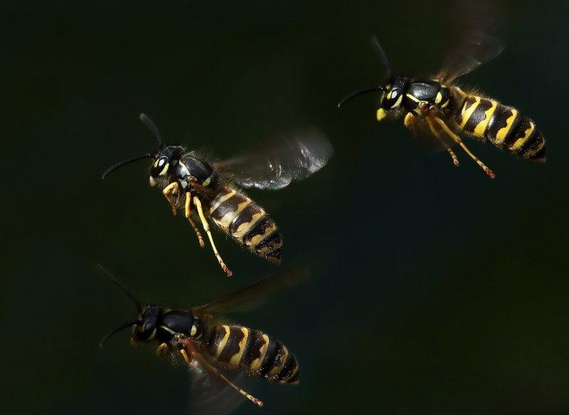 Vespa mandarinia Шершень