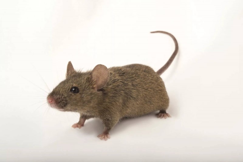 Мышь домовая (mus musculus l.