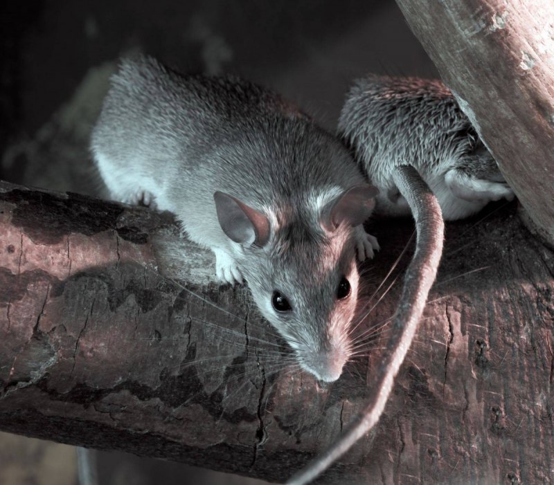 Домовая мышь mus musculus Linnaeus