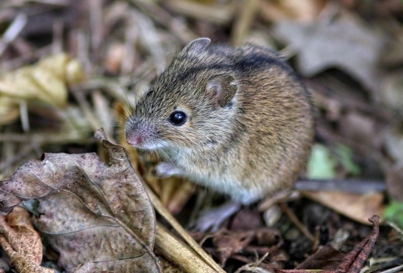 Домовая мышь mus musculus Linnaeus