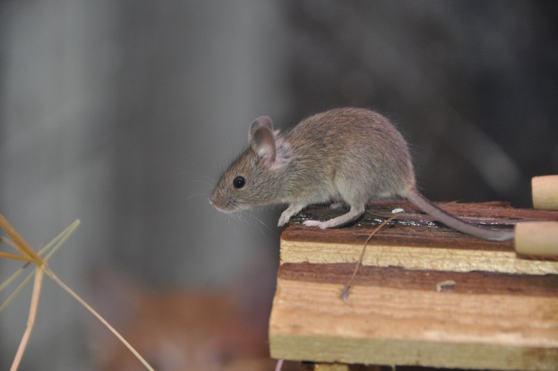 Мышь домовая серая (72 фото)