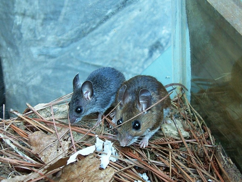 Домовая мышь mus musculus Linnaeus