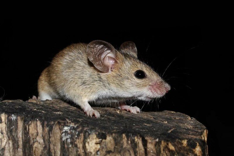 Домовая мышь mus musculus Linnaeus