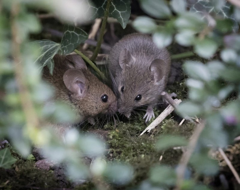 Домовая мышь mus musculus Linnaeus