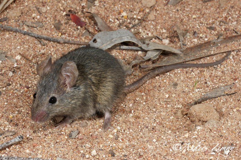 Mus musculus домовая мышь