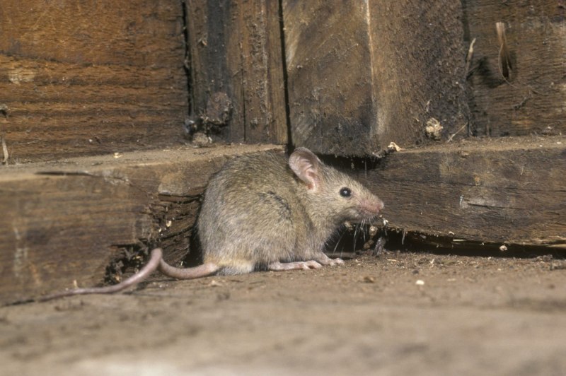 Домовая мышь mus musculus Linnaeus