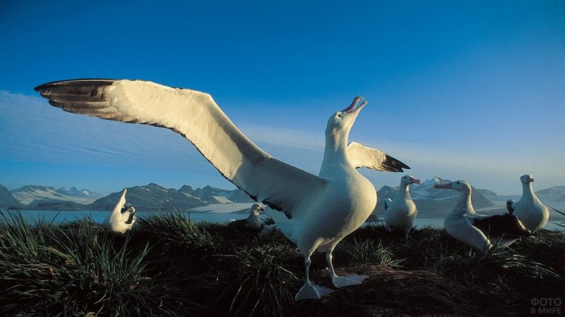 Thalassarche Eremita
