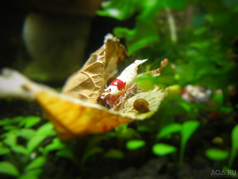 Caridina SP. Raccoon Tiger