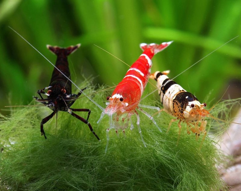 Caridina sarasinorum