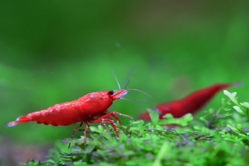 Ghost Shrimp креветка