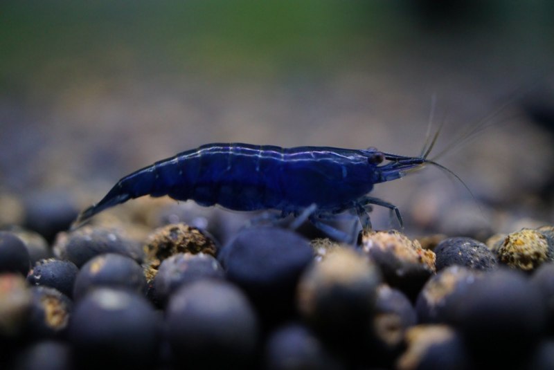 Креветка неокаридина Neocaridina heteropoda Wild
