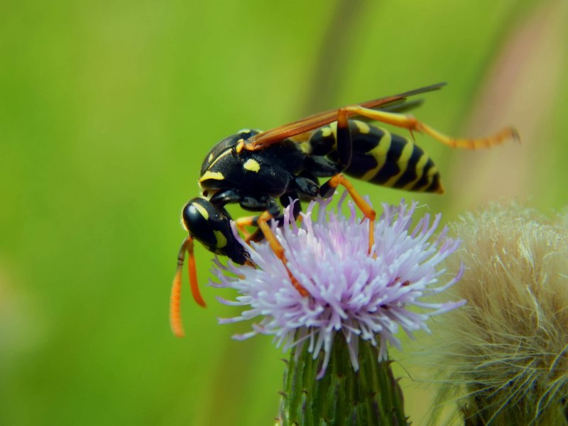 Wasp Оса