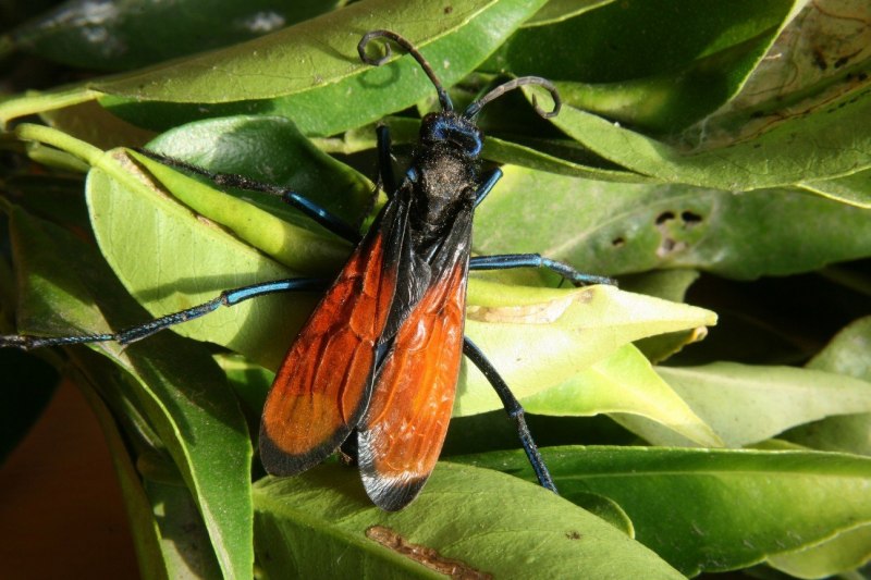 Vespa mandarinia Шершень