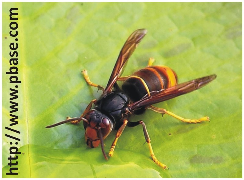 Vespa mandarinia Шершень