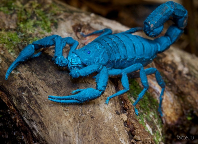Androctonus gonneti