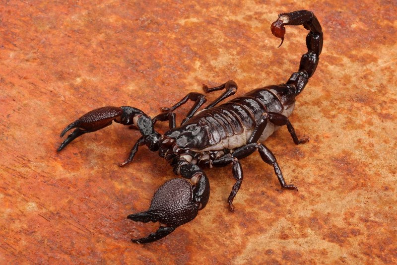 Гвинейский Императорский Скорпион