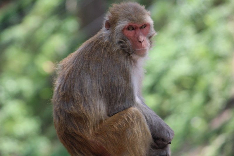 Гималайская обезьяна (65 фото)