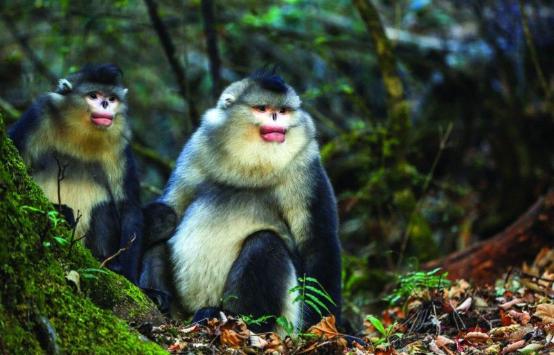 Leontopithecus Chrysomelas