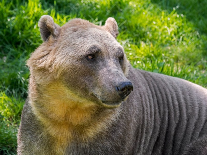 Японский белогрудый медведь