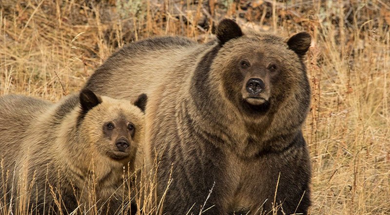Северная Америка медведь Гризли