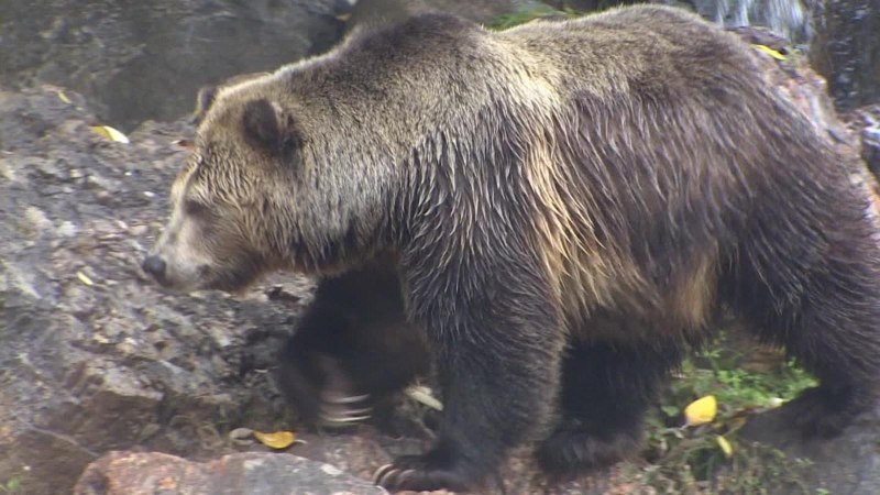 Ursus arctos horribilis