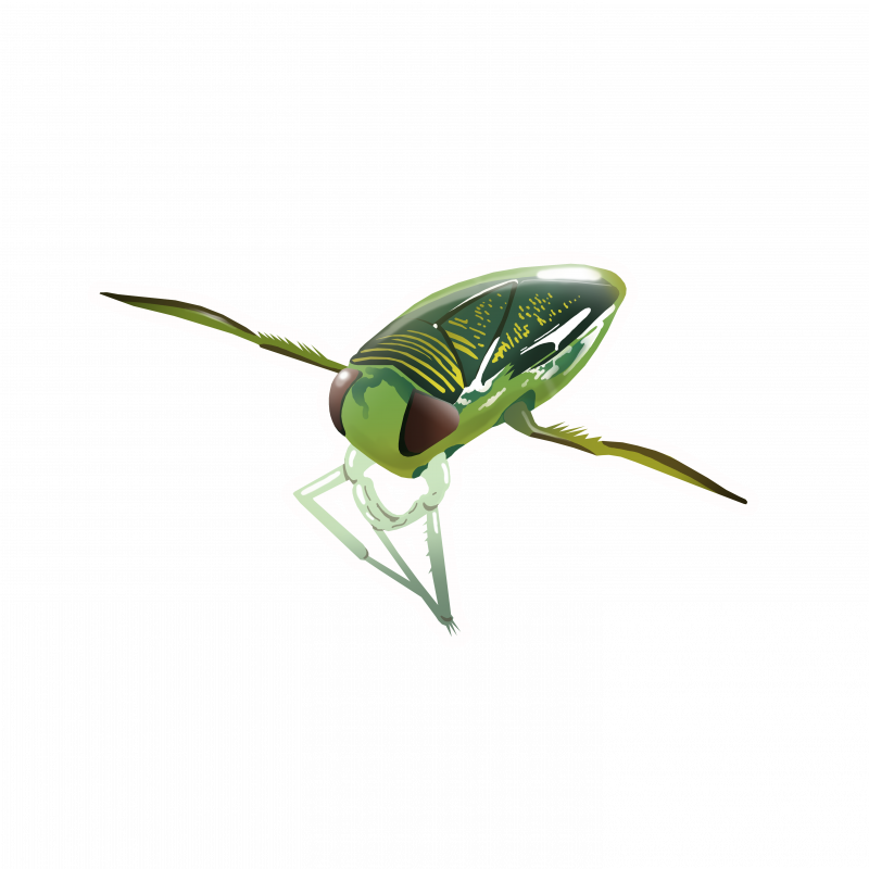 Жук гребляк