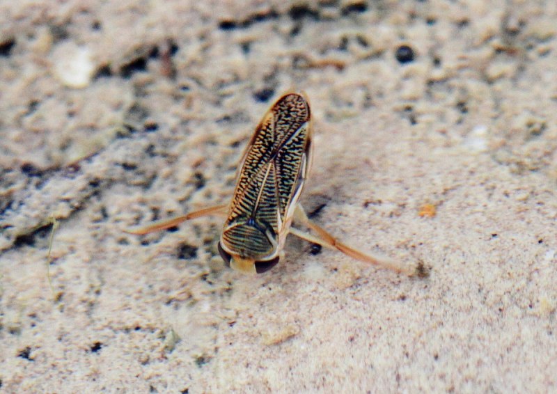 Notonecta glauca (Гладыш)