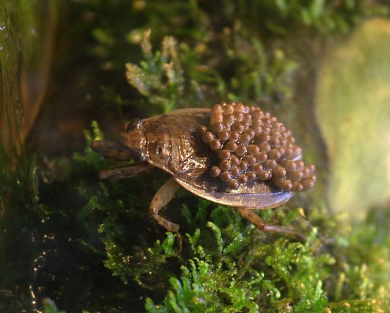 Notonecta undulata