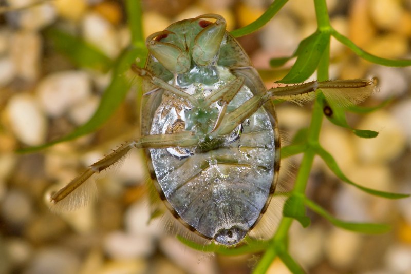 Micronecta scholtzi