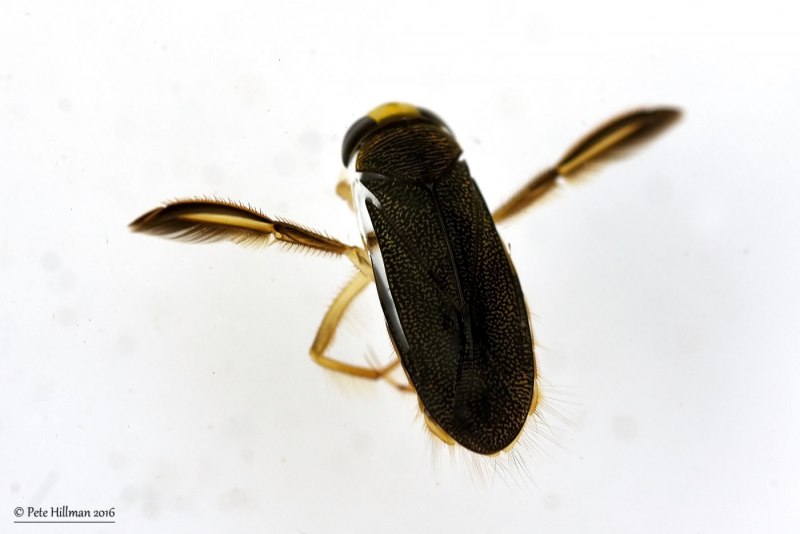 Water Boatman насекомое