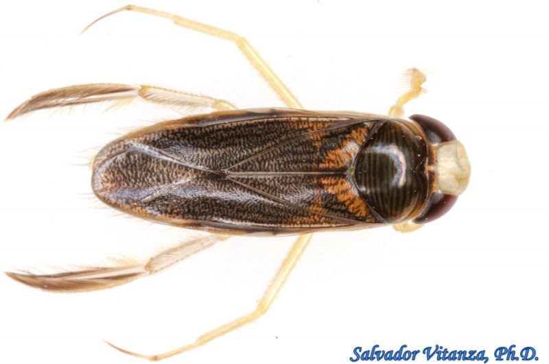 Water Boatman насекомое