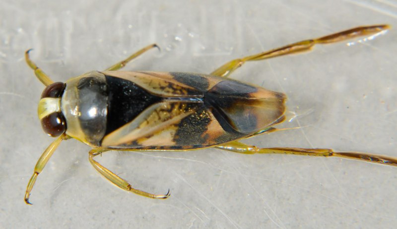 Notonecta glauca (Гладыш)