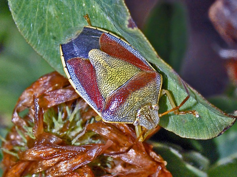 25) Гладыш Notonecta glauca