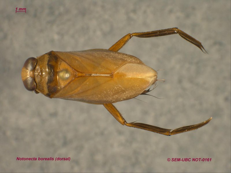 Notonecta glauca Гладыш обыкновенный
